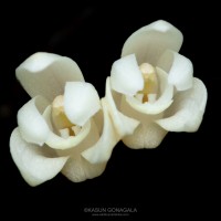 Cylindrolobus lindleyi (Thwaites) Ormerod & C.S.Kumar